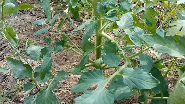 Пасынкование и подвязка ТОМАТОВ (ПОМИДОРОВ) смотреть онлайн