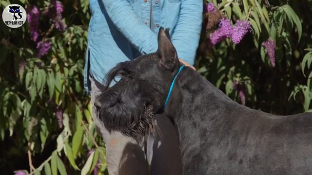 ✔ Ризеншнауцер: плюсы и минусы породы. Кому не подойдёт ризеншнауцер смотреть онлайн
