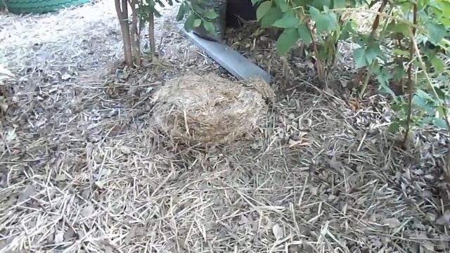 Вешенка на соломе на 27 июня. смотреть онлайн