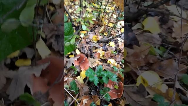 В поисках лисичек-лесных