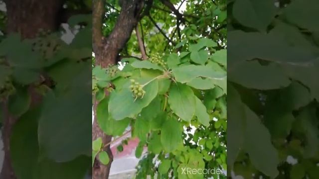 дёрен на штамбе смотреть онлайн