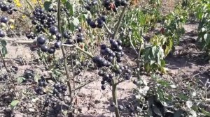 собираем санберри