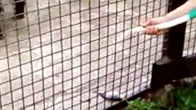 Медведь.Зоопарк.Ржач смотреть онлайн