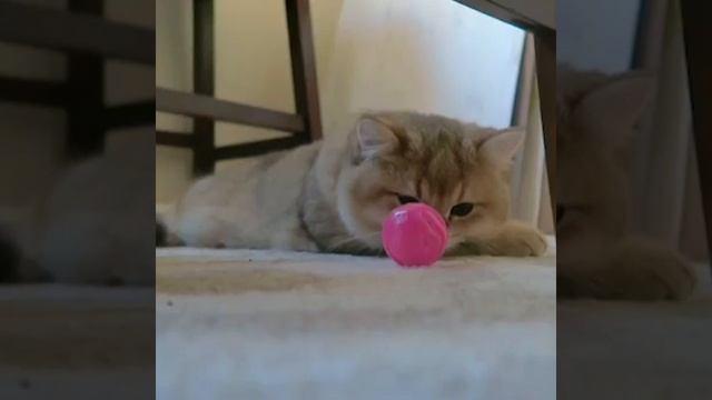 Golden British Shorthair #10 | Maple Cat | This is Cat смотреть онлайн