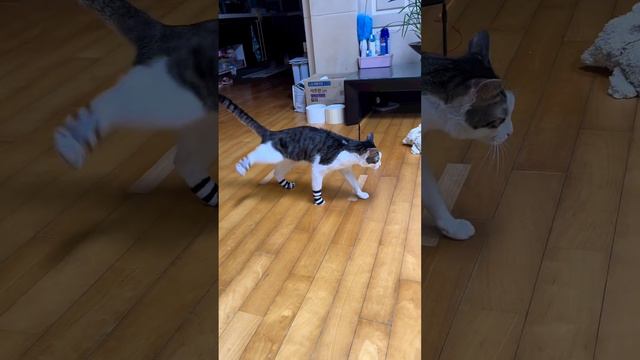 когда бух.й пришёл домой смотреть онлайн