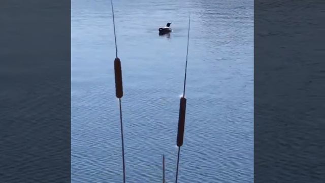 Рифат Җамал смотреть онлайн