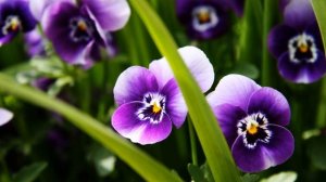 К чему снятся ЦВЕТЫ или видеть ЦВЕТОК во сне ★ Толкование Снов ★ СОННИК 3.0™