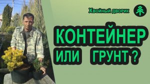 Зачем и для чего хвойные растения рассаживают в контейнеры и горшки-выращивание хвойных в грунте.
