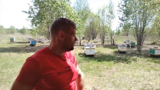 Отводки сделал. Несколько слов о данном методе и мои дальнейшие действия. 22.05.2022г. Кыштовка смотреть онлайн