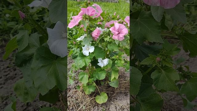 Просто видео о цветах Лето Мальва розовая Красота смотреть онлайн
