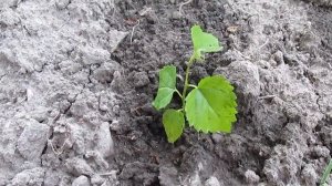 Как посадить шелковицу из семян (3 часть)