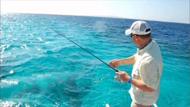 Мужчина спас белую акулу, он и подумать не мог, как та его отблагодарит, взгляните на это смотреть онлайн