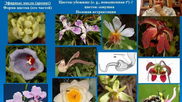 Бобров А.В. Экология и биология опыления смотреть онлайн