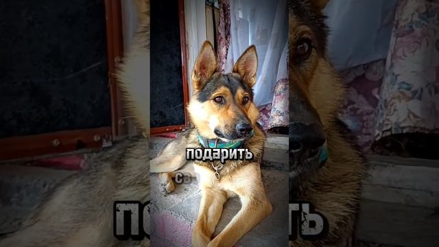 У собаки одна цель в жизни,подарить своё сердце #life #жизнь #цитаты #almaty #казахстан смотреть онлайн