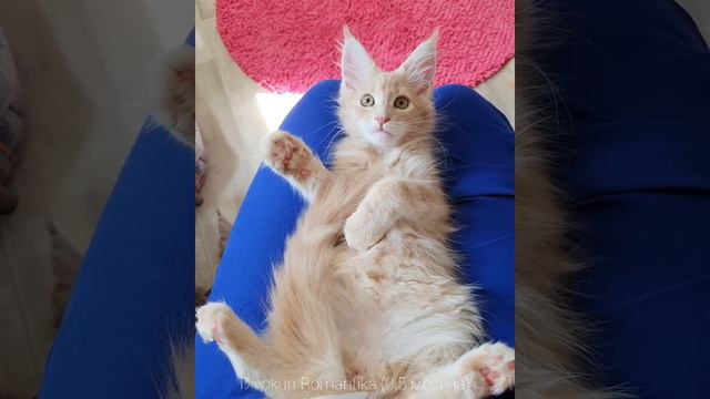 ДивоКун Романтика (2,5 месяца). Персиковый котенок мейн-кун (Female MCO е22)