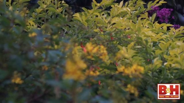 Hands-On Review: Sony | A5100 смотреть онлайн