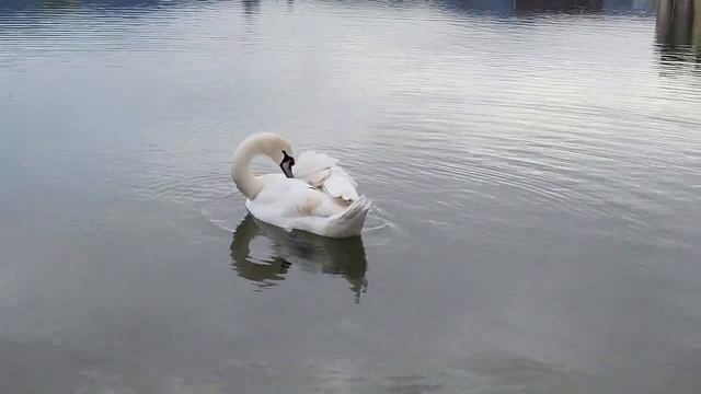 ?Одинокий ЛЕБЕДЬ. Ожидание ПОТОМСТВА??? ?ОЗЕРО. Горячий Ключ. 14.03.2023г смотреть онлайн