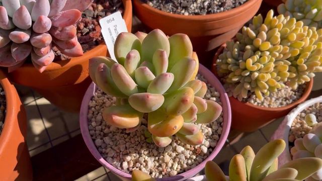 (Eng Sub) ลูกอม Moonstone succulents Chubby leaf succulents ไม้อวบน้ำ กุหลาบหิน มูนสโตน смотреть онлайн