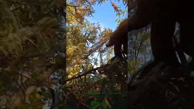 Как быстро собрать облепиху. Супер способ. смотреть онлайн