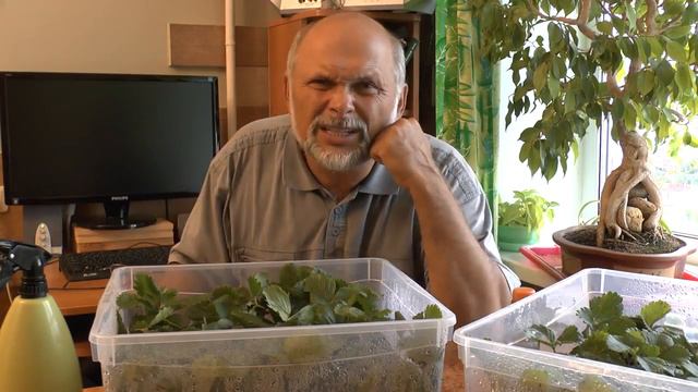 🍓 Как оздоровить рассаду земляники? Результат использования Стимикс на #рассадеземляники.🍓 смотреть онлайн