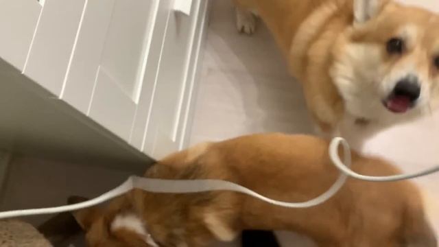 Собаки были 4 часа одни дома/ Мокрый эффект/НАРАСТИЛА РЕСНИЧКИ! смотреть онлайн