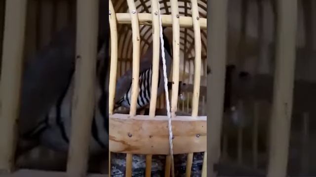 Домашние куропатка смотреть онлайн