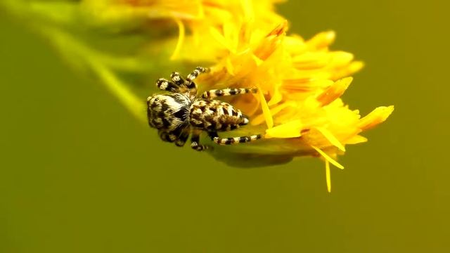 Jumping Spider in Close-Up Macro смотреть онлайн