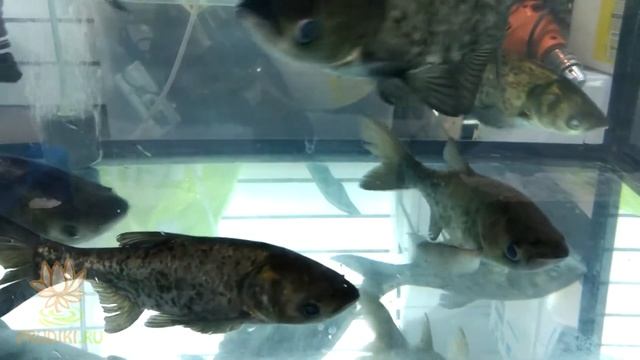 Толстолобик крупный для садового пруда - избавляет от цветения пруда и водорослей! Шикарная рыба! смотреть онлайн