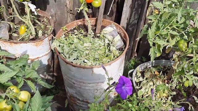 Уличные томаты в бочках. Самый лучший результат. смотреть онлайн