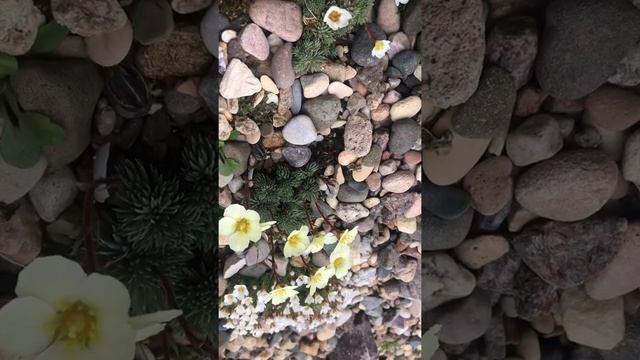 Продолжение показа цветения камнеломке порфирионов смотреть онлайн