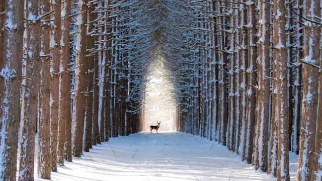 РАЙ ПЕРФЕКЦИОНИСТА