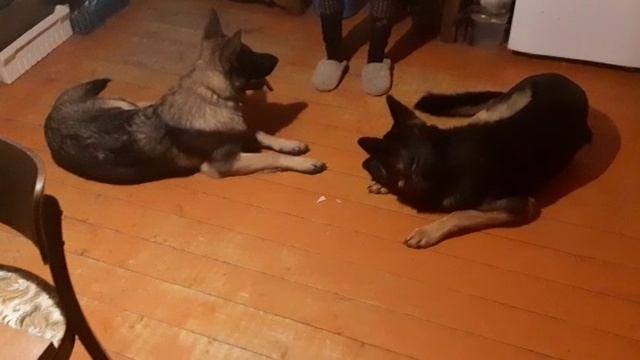 VID-20221105-WA0013.mp4 смотреть онлайн