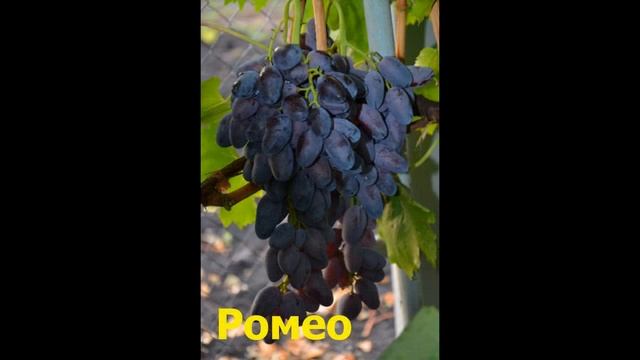 Самые крупноплодные формы синего винограда / The most large-fruited form of blue grapes смотреть онлайн