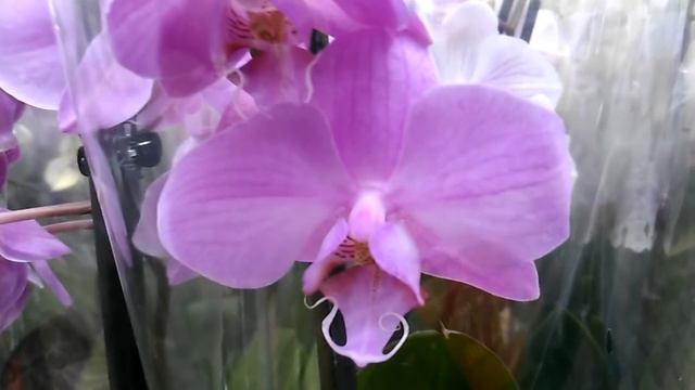 ОРХОМЕДИТАЦИЯ. СВЕЖИЙ ОБЗОР ОРХИДЕЙ В МАГАЗИНАХ ЛЕРУА МЕРЛЕН И ОБИ. смотреть онлайн