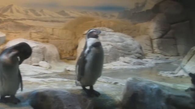 Про Пингвинов About Penguins смотреть онлайн