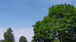 Летит рой пчел! #пчелы #пчеловодство #пчелиныйрой #2023 #trending #tiktok #top