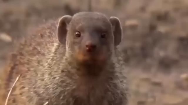 Python Too Aggressive! Lion Cubs Can't Escape From Anaconda Swallowing – Python vs Lion, Crocodile смотреть онлайн