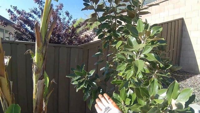 How To Compost Your Magnolia Tree: Tips And Tricks