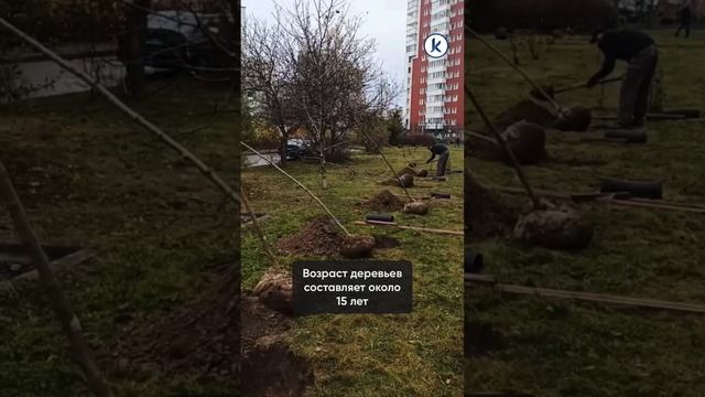 На Южном бульваре в Калининграде появилась новая аллея смотреть онлайн