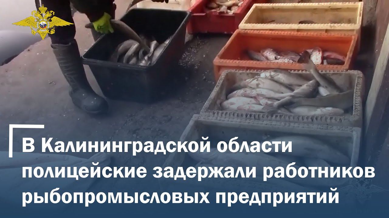 В Калининградской области полицейские задержали работников рыбопромысловых предприятий