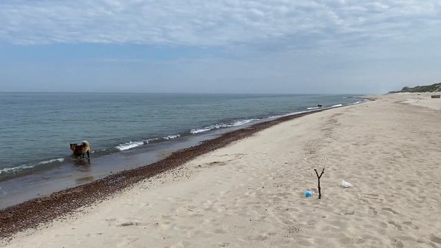 Под водой с акитами смотреть онлайн