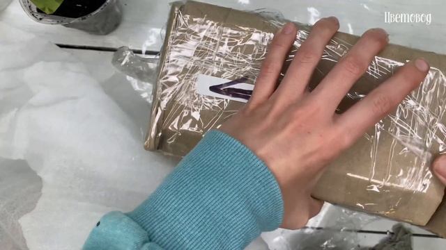 Две новых посылки с растениями. Калатея Литце и Хойя Крониана Эскимо. смотреть онлайн