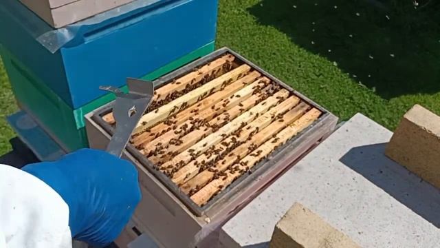 Осмотр на развитие семнадцатого улья.