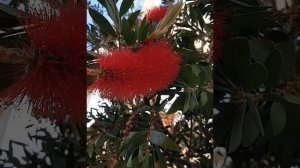 Каллистемон или Кровь Иисуса