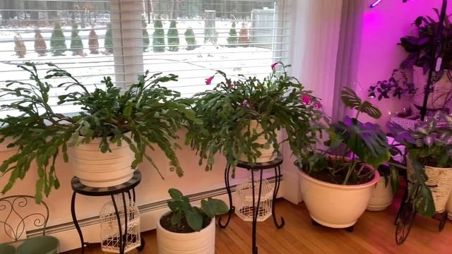 ???? МОЙ ЗИМНИЙ САД ? после «?РОЖДЕСТВЕНСКИХ?»праздниках ????01.15.21? смотреть онлайн