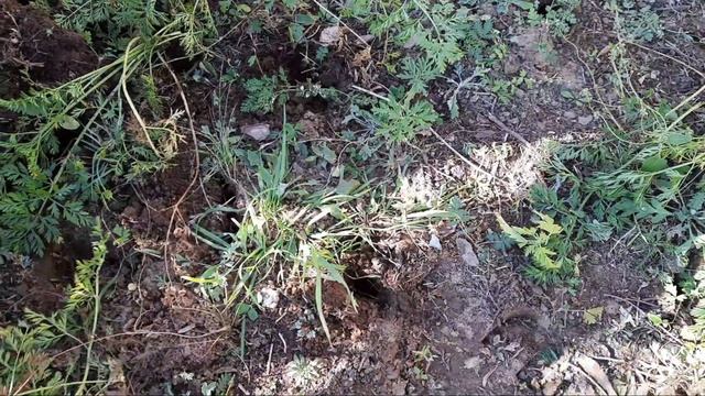 Морковь. 3 сорта. Уборка урожая - 2021. смотреть онлайн