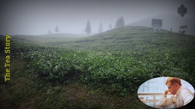 Tea History: Garden to Gulp смотреть онлайн