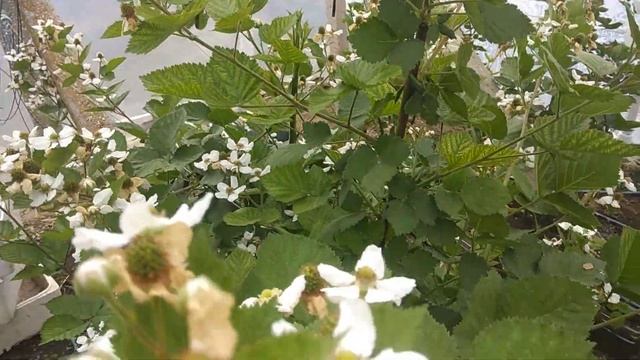 Первый урожай ежевики в теплице. 20.05.2020 смотреть онлайн