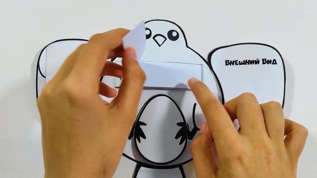 Мини-бук «Птица» — lapbook.ru смотреть онлайн