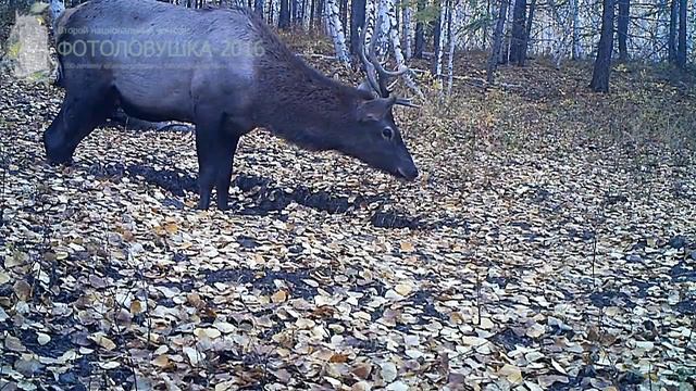 ID755/Сохондинский заповедник/Копытные/Изюбрь самец в поисках самки смотреть онлайн